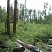 Поросль леса в городе Москва