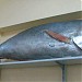 Piri Reis Museum in Çanakkale city