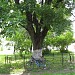 Древний дуб и клен в городе Москва