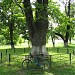 Древний дуб и клен в городе Москва