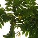 Роща Маньчжурских ореховых деревьев в городе Москва