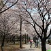 вишневая аллея (ru) in Changwon city