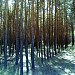 Отроженский лес в городе Воронеж