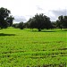 Ibraahin Aabdi Mataan Farm in Burao city