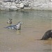 Recinto de las focas (es) in Santander city