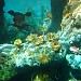 Finding Nemo Submarine Voyage in Anaheim, California city