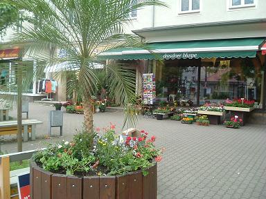 Dresdner Blume Dresden