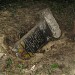 Jewish cemetery in Czestochowa city