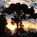 Bosque do 15º B.P.M.  na Rolândia city