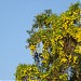 Reserva Particular de Floresta na Rolândia city
