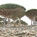 Sokotra (Socotra) Adası