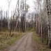 Асфальтированная просека в городе Москва