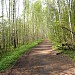 Асфальтированная просека в городе Москва