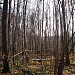 Поросль леса в городе Москва