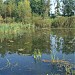Заболоченный копаный пруд в пойме реки Самотёки в городе Москва