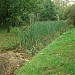 Заросший участок пруда в городе Москва