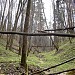 Пойма правого притока Дубинкинской речки в городе Москва