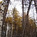 Лиственничник в 18-м квартале Измайловского парка в городе Москва