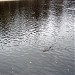 Совхозный пруд в городе Москва