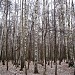 Измайловский парк в городе Москва