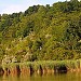 Padurea-parc 