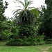 Ботанический сад  АН Абхазии