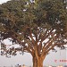KANSAI PARER FAMUS TREE in Medinipur (Midnapore) city