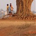 KANSAI PARER FAMUS TREE in Medinipur (Midnapore) city
