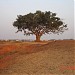 KANSAI PARER FAMUS TREE in Medinipur (Midnapore) city