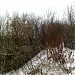 Овраг на месте бывшего пруда (ru) in Moscow city