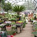 Plant nursery in Unnao city