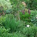 Plant nursery in Unnao city