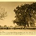 The Original Nut Tree Restaurant (site) in Vacaville, California city