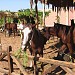 Конюшня (ru) في ميدنة الغردقة    