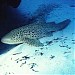 Lagoon Safaris in Nouméa city