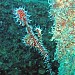 Lagoon Safaris in Nouméa city