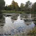 Заболоченный пруд в городе Москва