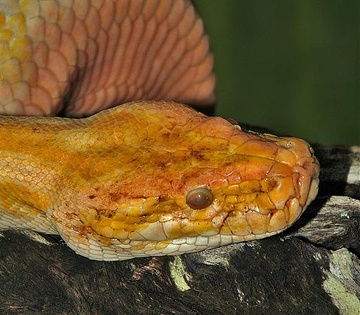 Reptile city top