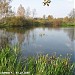 Заболоченный пруд в городе Москва