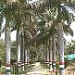 Company Garden in Etawah city