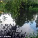 Пруд в пойме реки Коровий враг в городе Москва