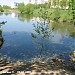 Средний нижний пруд в городе Долгопрудный