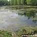 Шереметьевский пруд в городе Долгопрудный