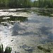 Шереметьевский пруд в городе Долгопрудный