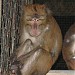 The Mini Zoo in Laoag City city