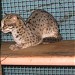 The Mini Zoo in Laoag City city