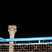 The Mini Zoo in Laoag City city
