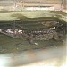 The Mini Zoo in Laoag City city