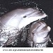 Navy Dolphinarium