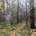 Участок Серебряноборского лесничества в Кунцево (Кунцевский лес) в городе Москва
